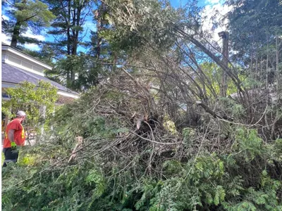 Worker Works to Clear Damaged Hedge 