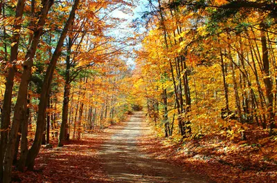Oxtongue Rapids Trail in the Fall of 2016 (Photo Taken by Matt Henderson)