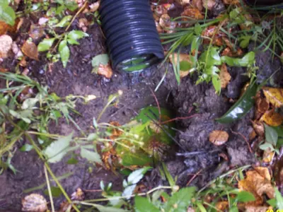 Failed septic dye test, flow observed discharging through house weepers