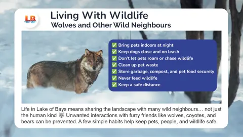 A public awareness graphic from the Township of Lake of Bays showing a wolf standing in a snowy forest. Beside the photo is a blue box with green checkmarks listing tips for living safely with wildlife, including keeping pets indoors at night, leashing dogs, securing garbage and pet food, cleaning up pet waste, never feeding wildlife, and keeping a safe distance. The title reads “Living With Wildlife: Wolves and Other Wild Neighbours.